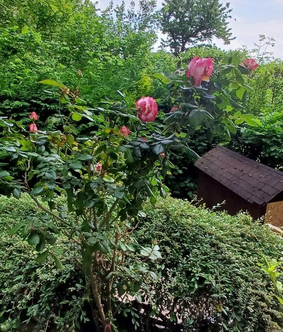 La Casetta Nel Verde Como Apartment